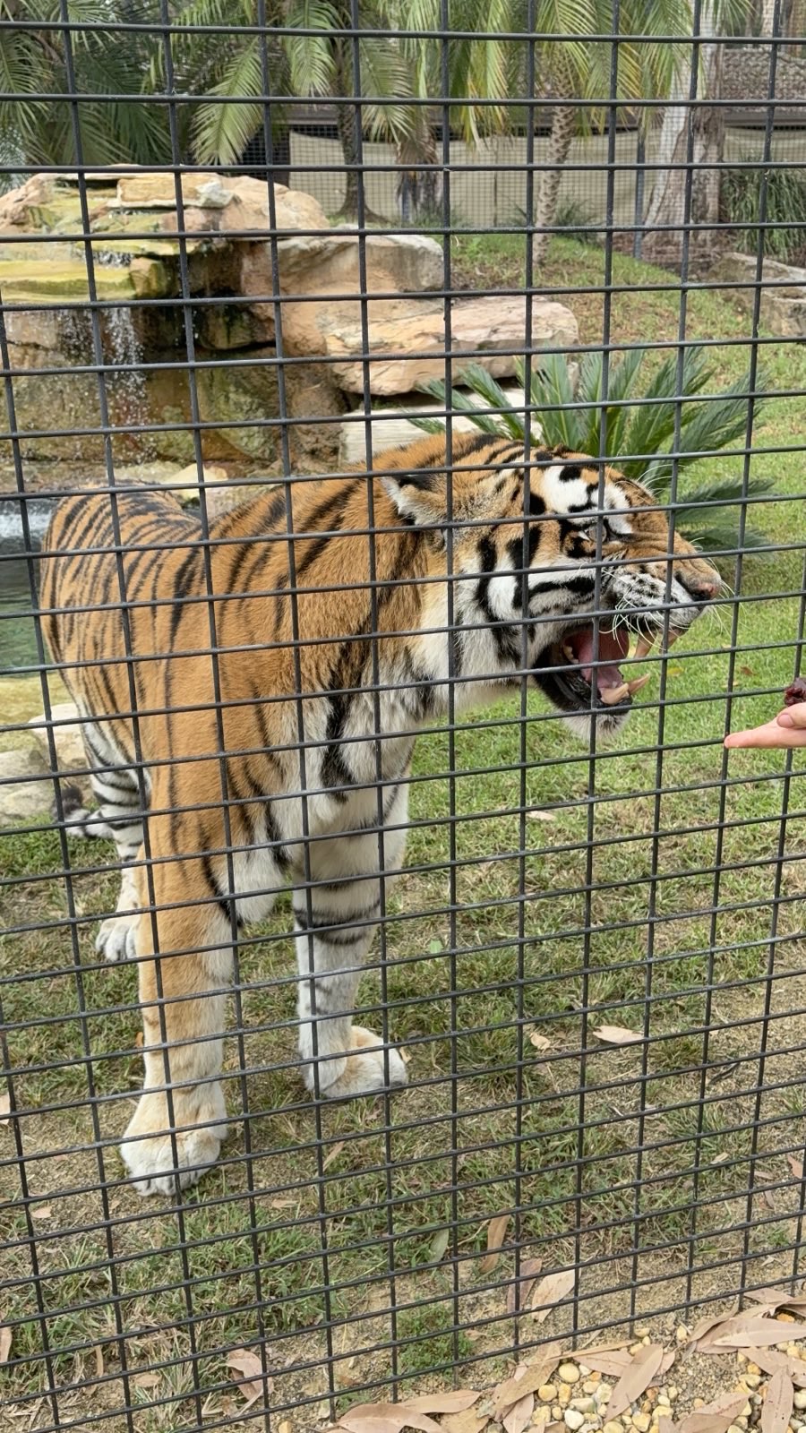 Zambi Wildlife Retreat - Nika the Tigeress