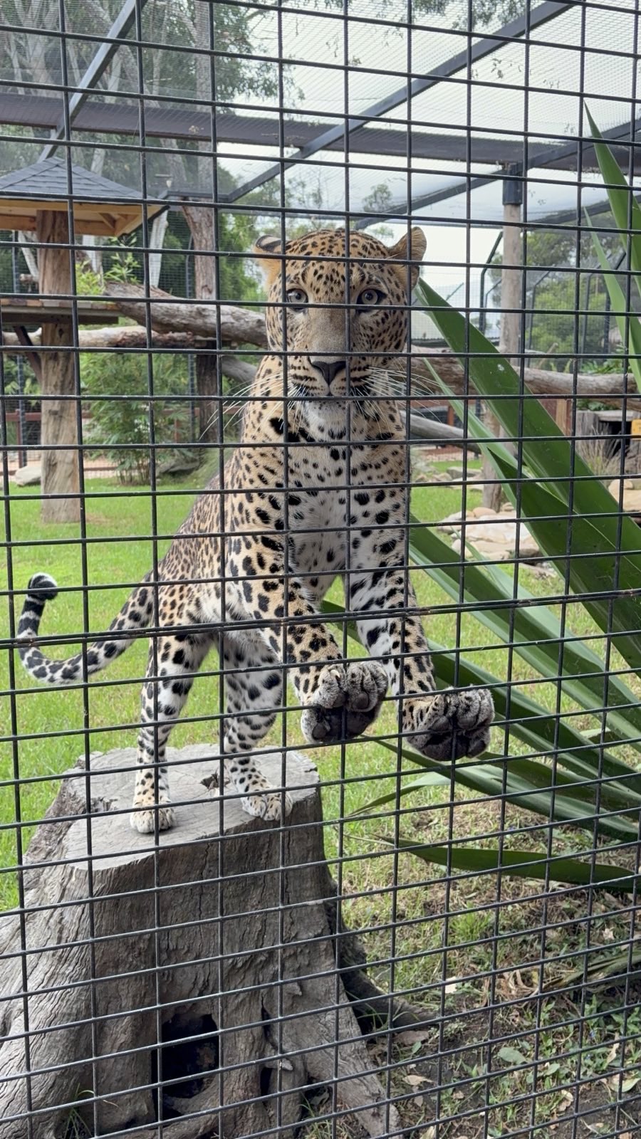 Zambi Wildlife Retreat - Phoenix the Sri Lankan Leopard