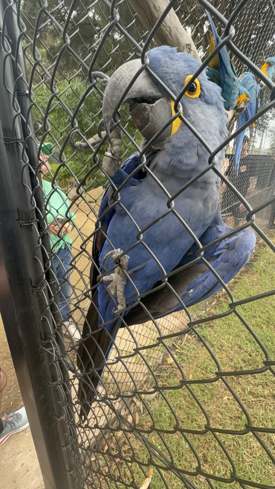 Zambi Wildlife Retreat - Rio the Hyacinth Macaw