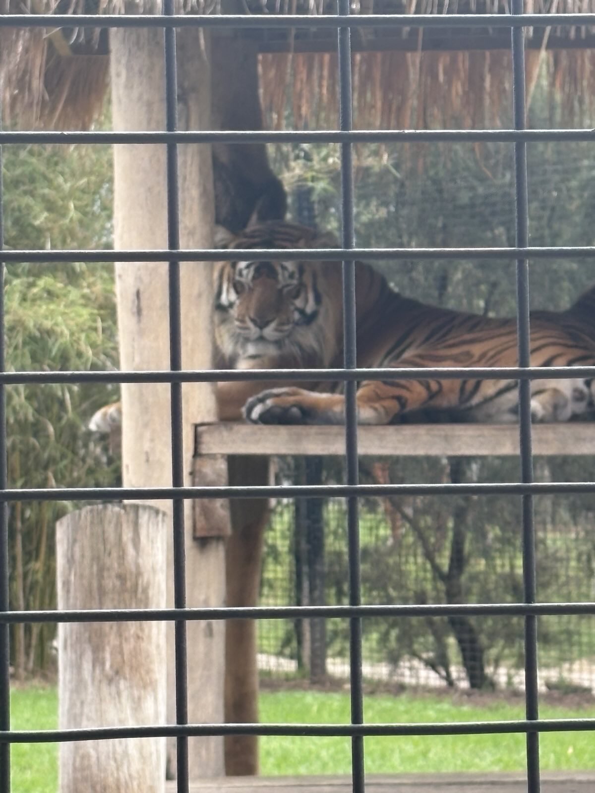 Zambi Wildlife Retreat - Zoran the Tiger