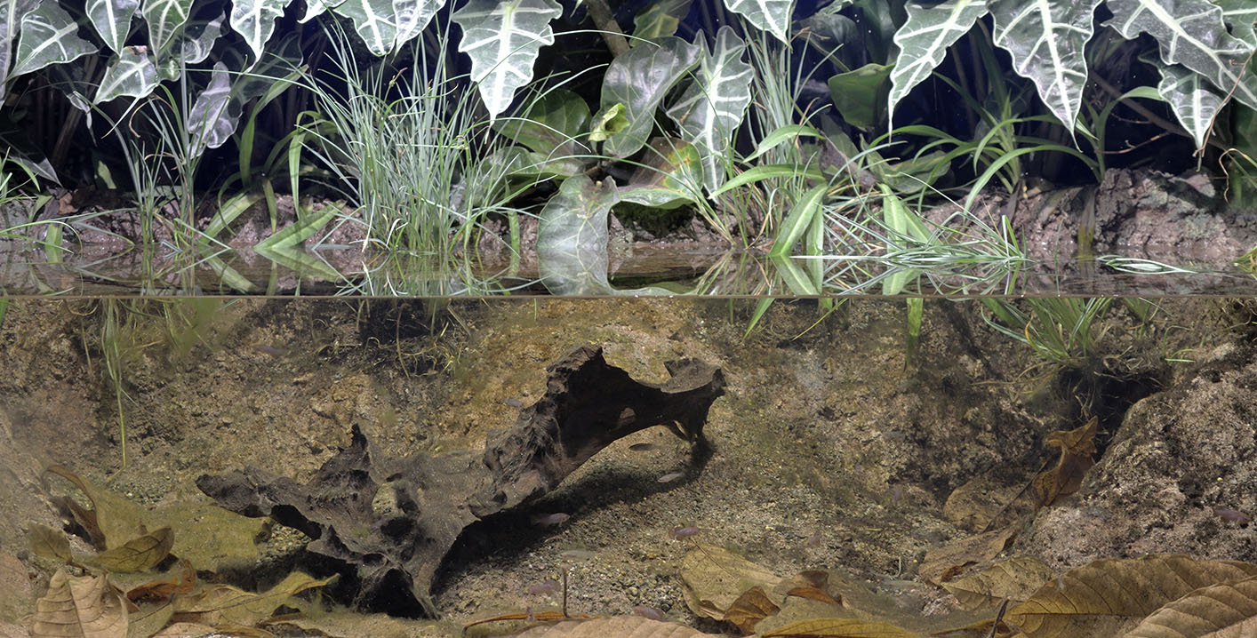 Zambian ephemeral pool exhibit