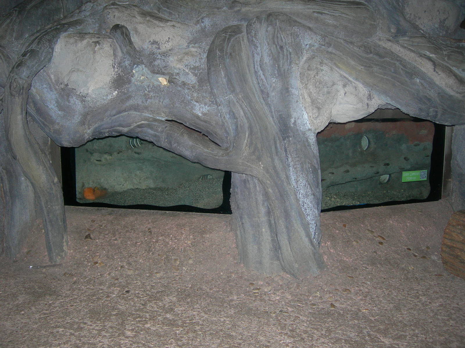 Zambian Giant Mole rat exhibit