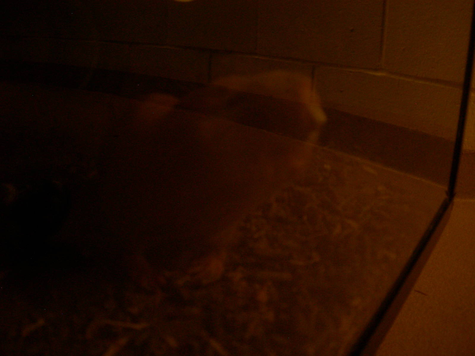 Zambian Giant Mole rat