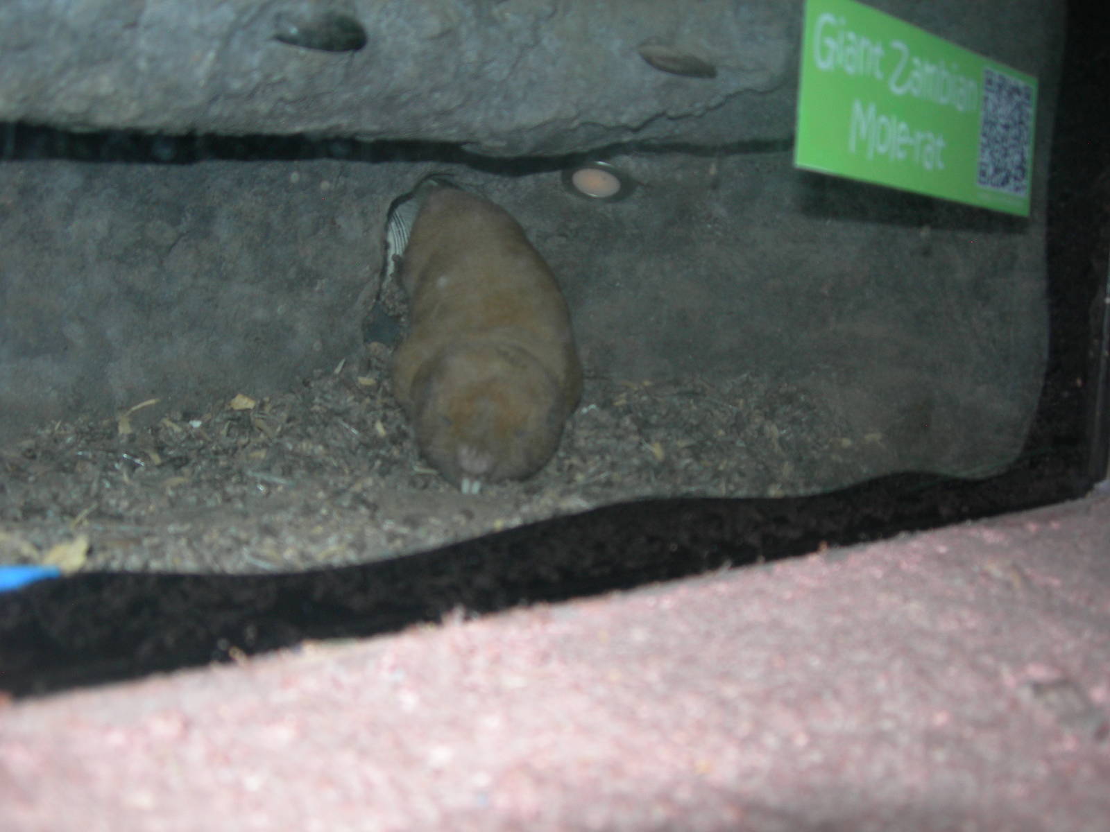 Zambian Giant mole rat