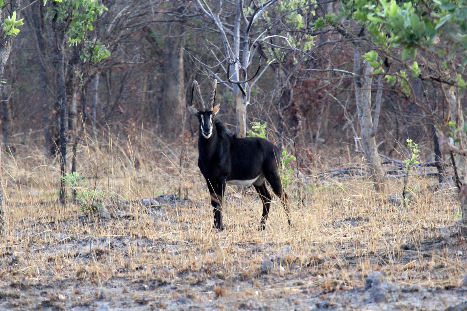 Zambian Sable Antelope ((Hippotragus niger kirkii)