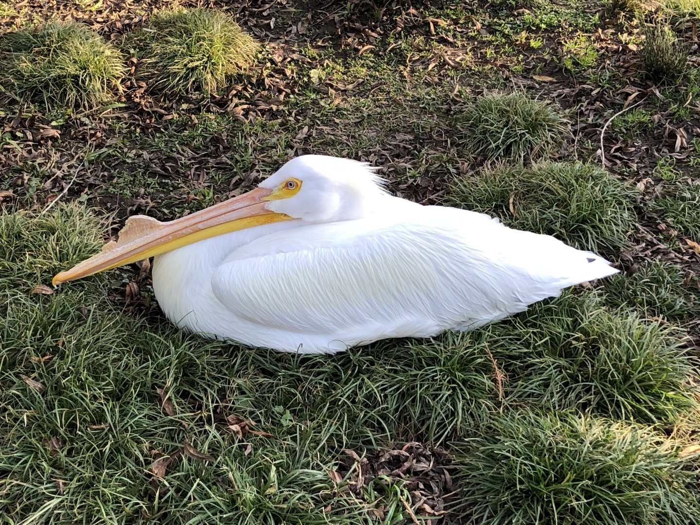 Zamboni, American white pelican