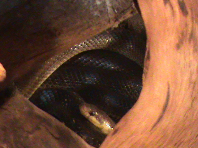 zamenis longissimus 160911