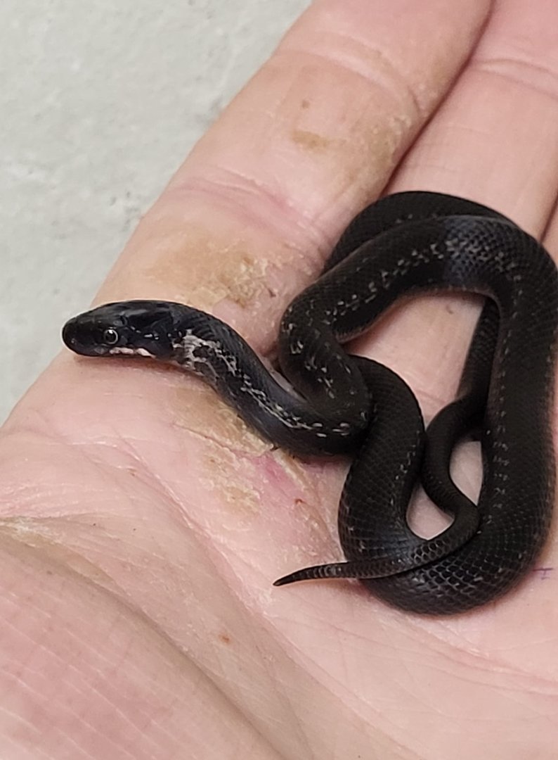 Zamenis persicus - juvenile