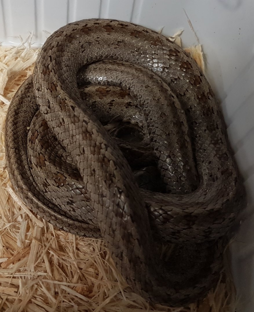 Zamensis hohenackeri