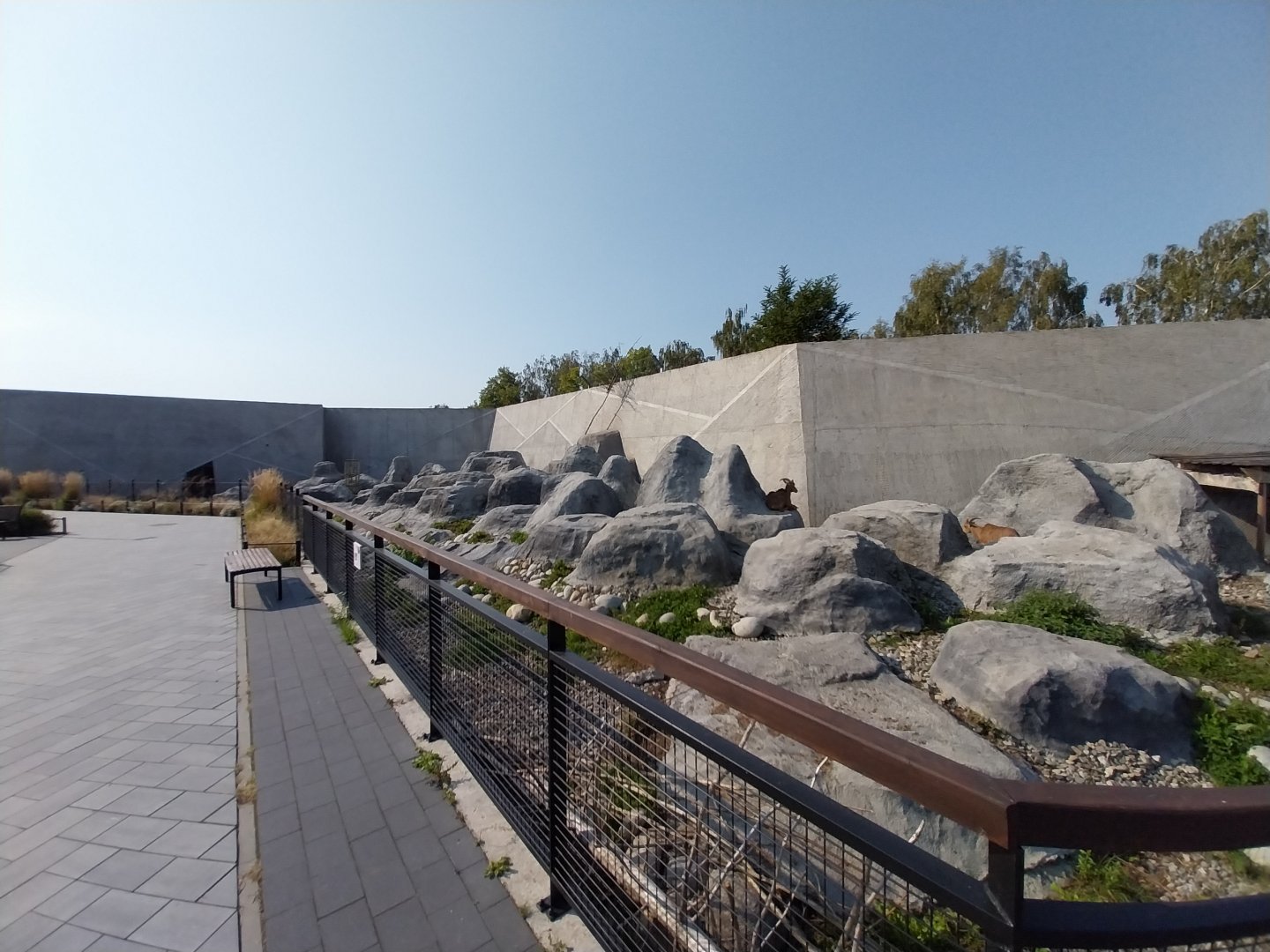 Zamocs Zoo - Barbary sheep (Ammotragus lervia)