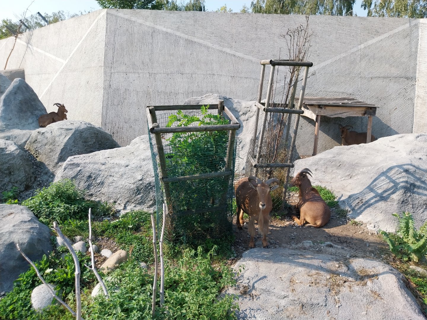 Zamocs Zoo - Barbary sheep (Ammotragus lervia)