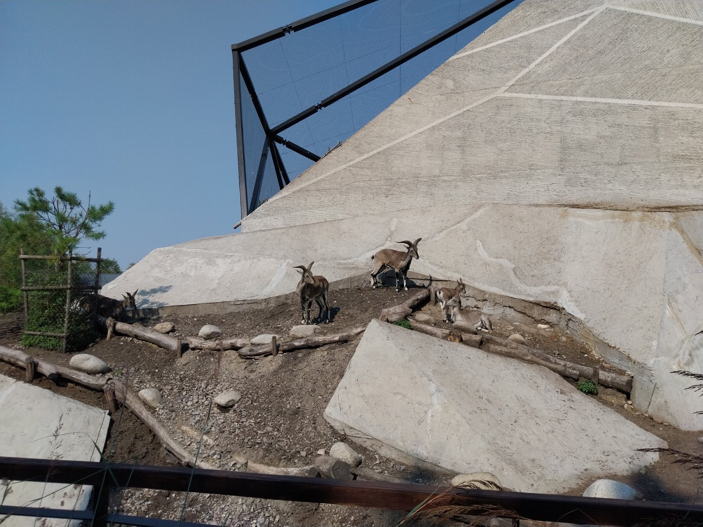 Zamocs Zoo - Bharal (Pseudois nayaur)