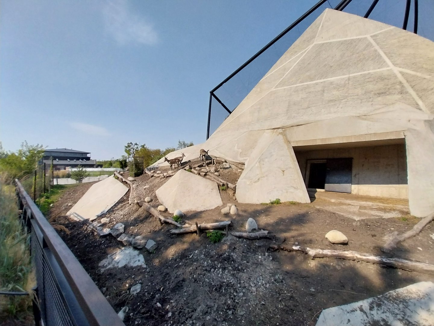 Zamocs Zoo - Bharal (Pseudois nayaur)