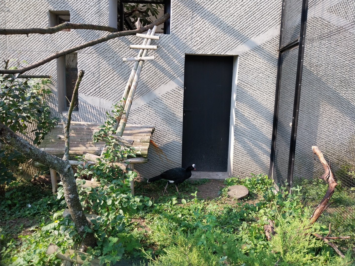 Zamocs Zoo - Birdhouse - Aviary 2 - Helmeted Curassow (Pauxi pauxi)