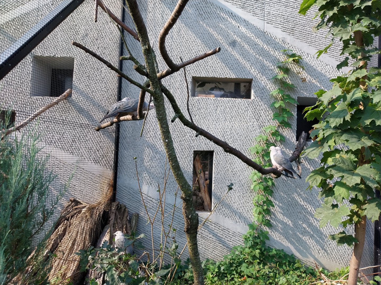 Zamocs Zoo - Birdhouse - Aviary 4 - Pink-headed Imperial Pigeon (Ducula rosacea)