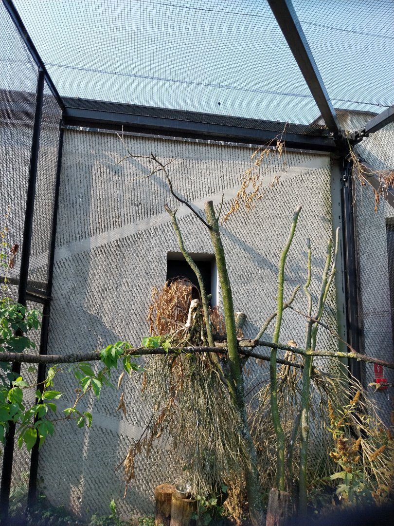 Zamocs Zoo - Birdhouse - Aviary 7 - Little Owl aviary