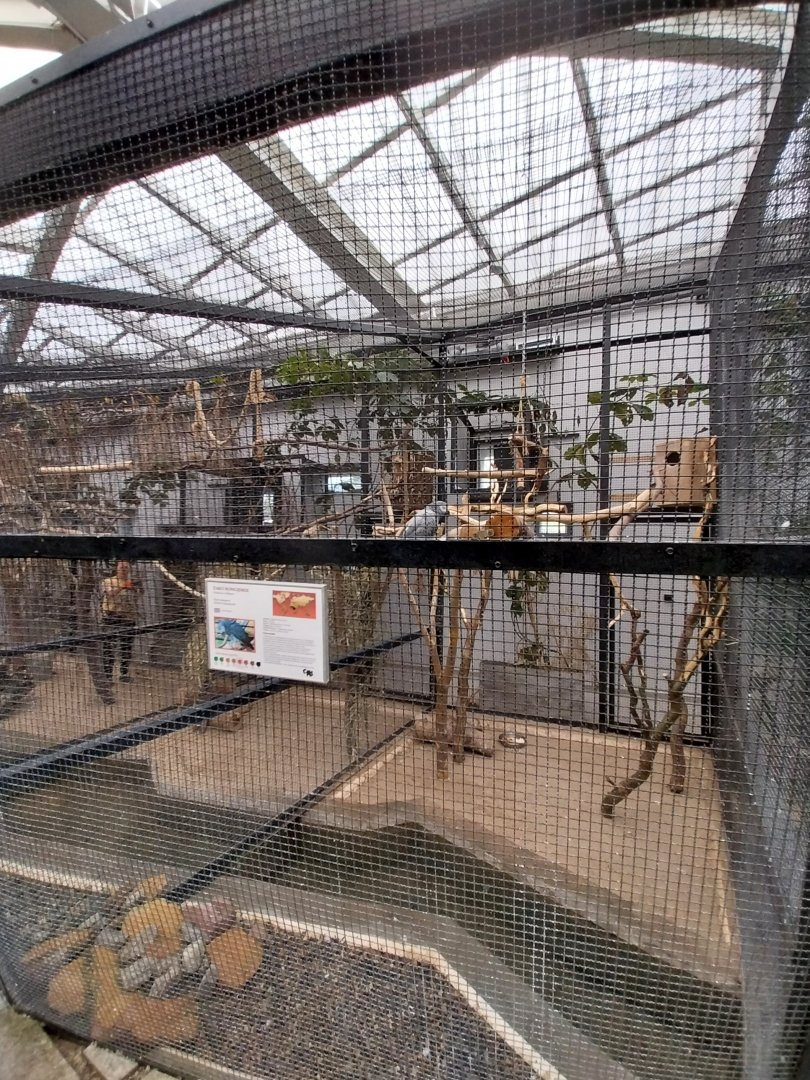 Zamocs Zoo - Birdhouse - Grey Parrot (Psittacus erithacus)