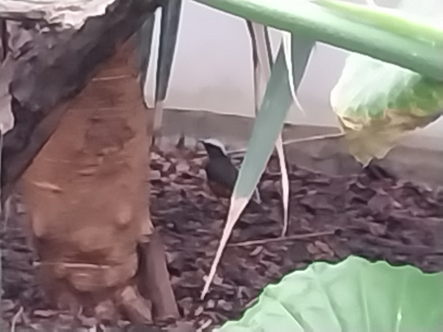 Zamocs Zoo - Birdhouse - Tropical Rainforest - White-crowned Robin-chat (Cossypha albicalpillus)