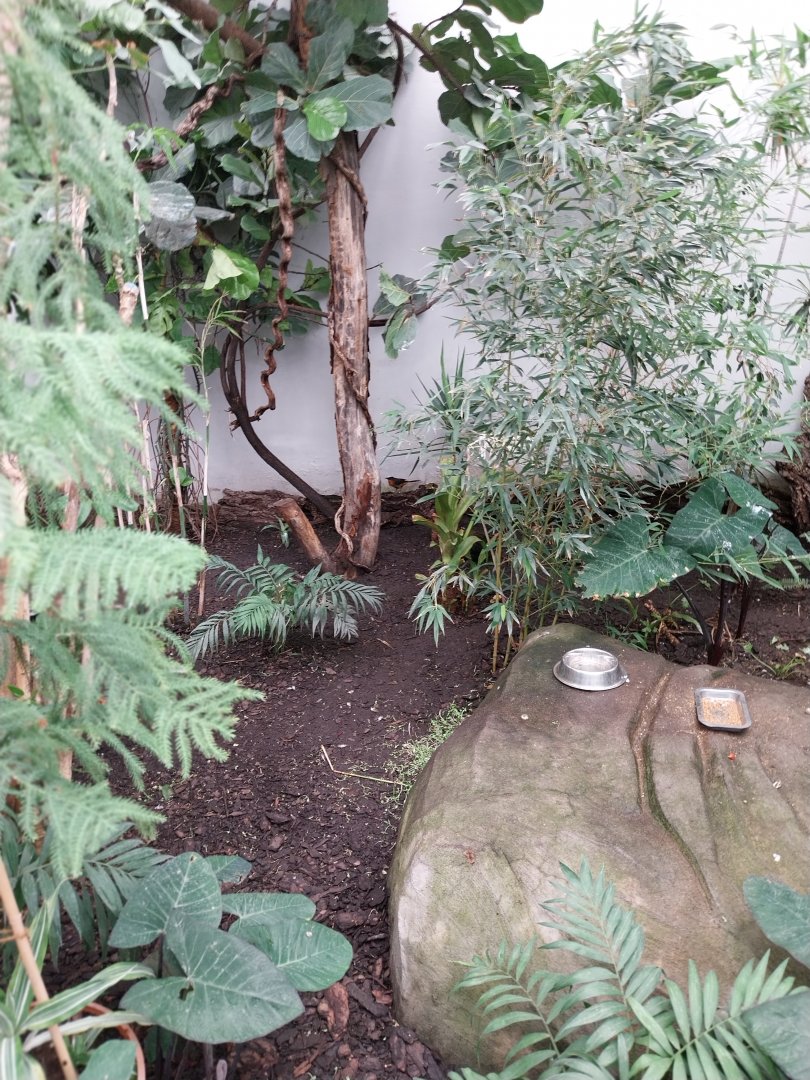 Zamocs Zoo - Birdhouse - Tropical Rainforest