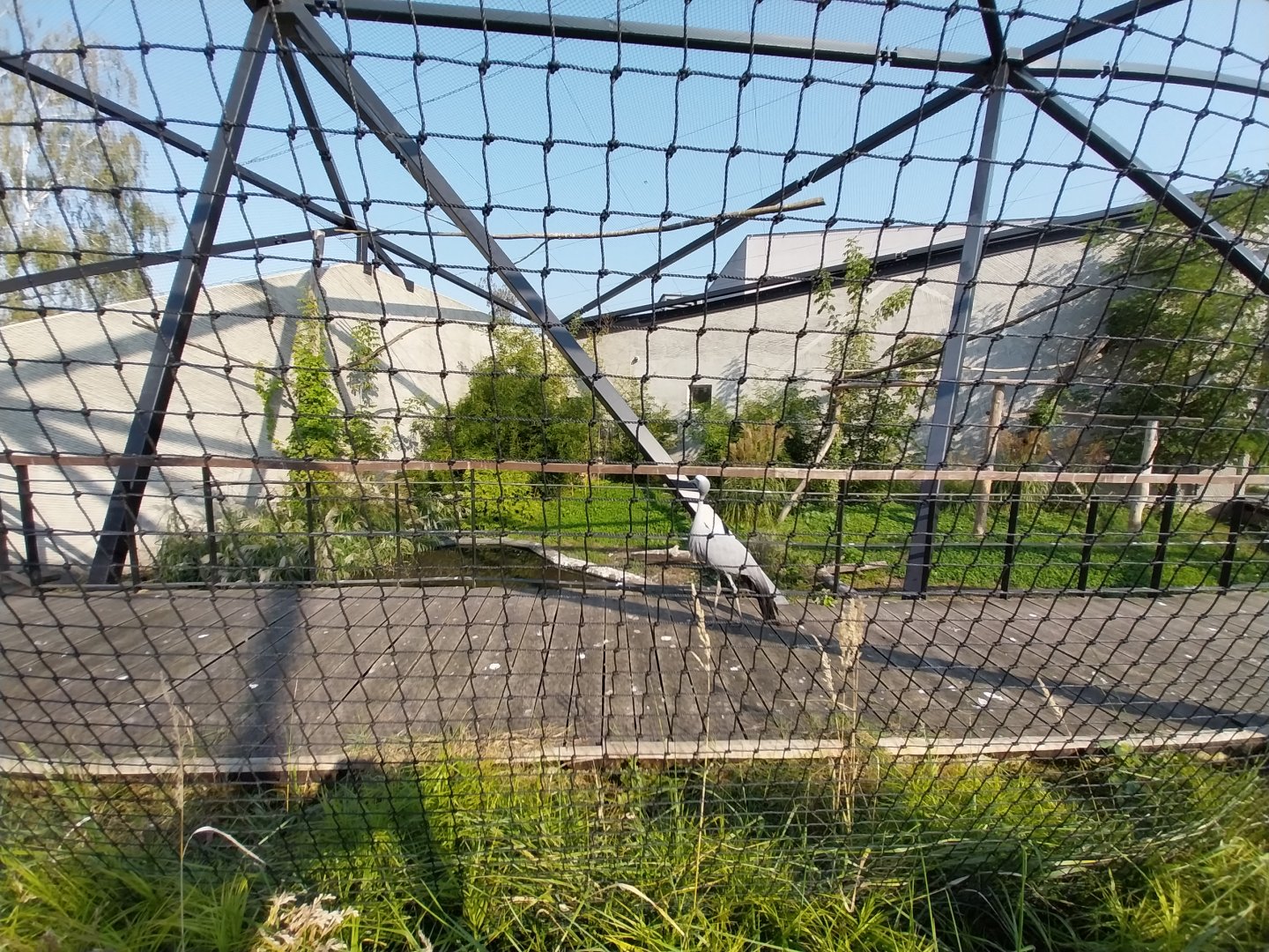 Zamocs Zoo - Blue Crane (Grus paradisea) and Abdim's Stork (Ciconia abdimii) aviary