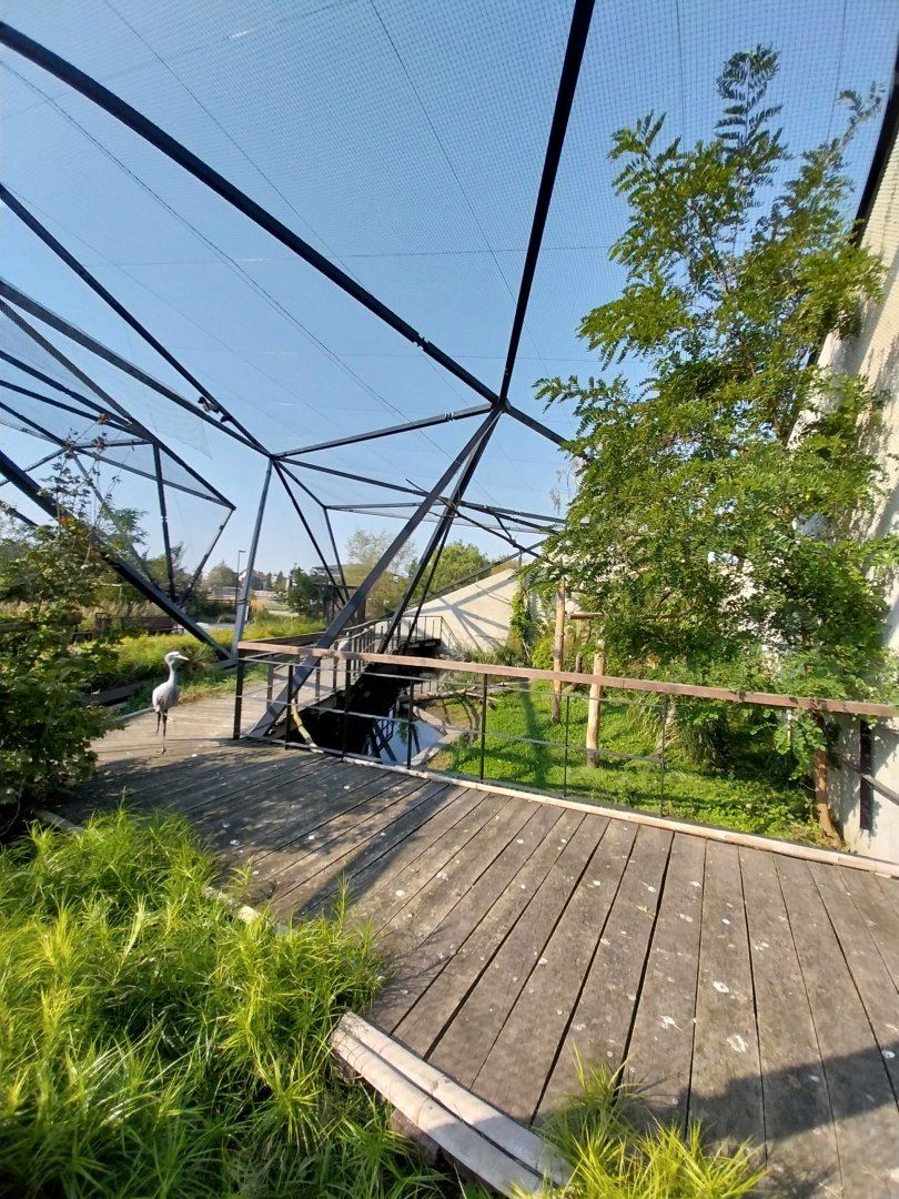 Zamocs Zoo - Blue Crane (Grus paradisea) and Abdim's Stork (Ciconia abdimii) aviary