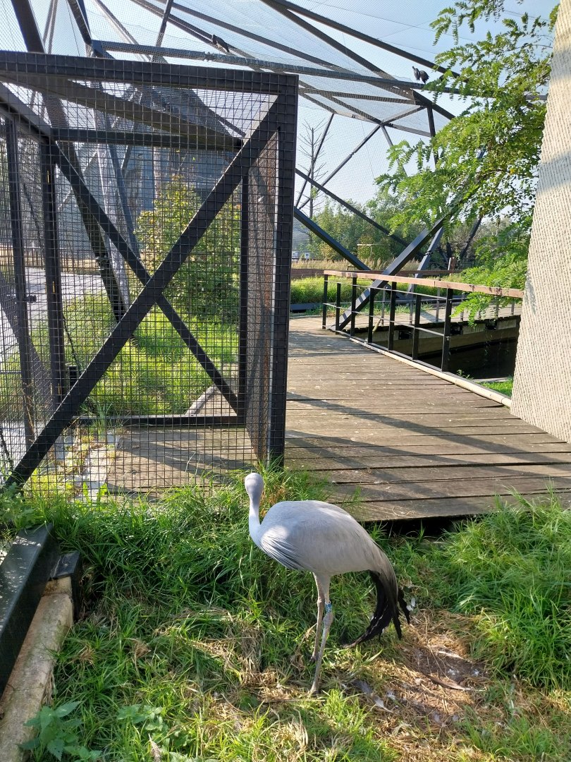Zamocs Zoo - Blue Crane (Grus paradisea) and Abdim's Stork (Ciconia abdimii) aviary