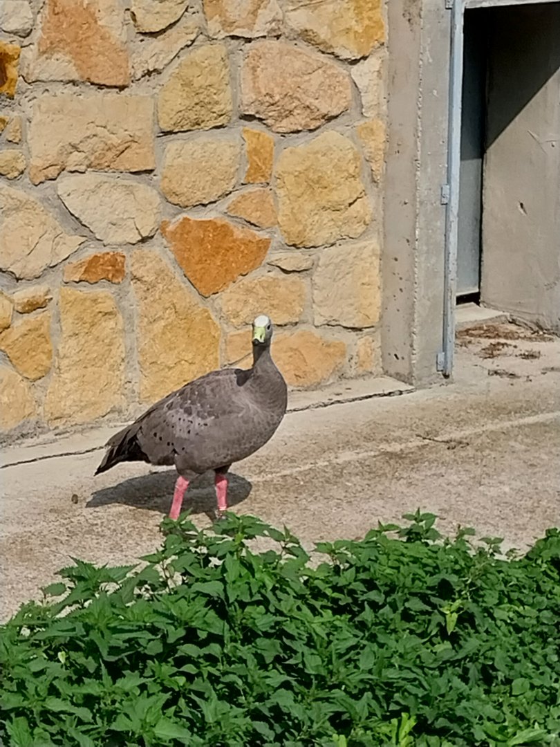 Zamocs Zoo - Cape Barren Goose (Cereopsis novaehollandiae)