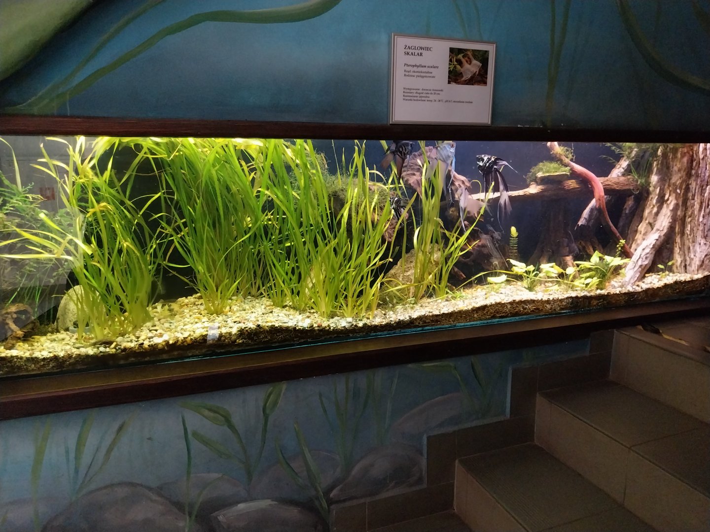 Zamocs Zoo - Cat House - Aquarium - Angelfish aquarium