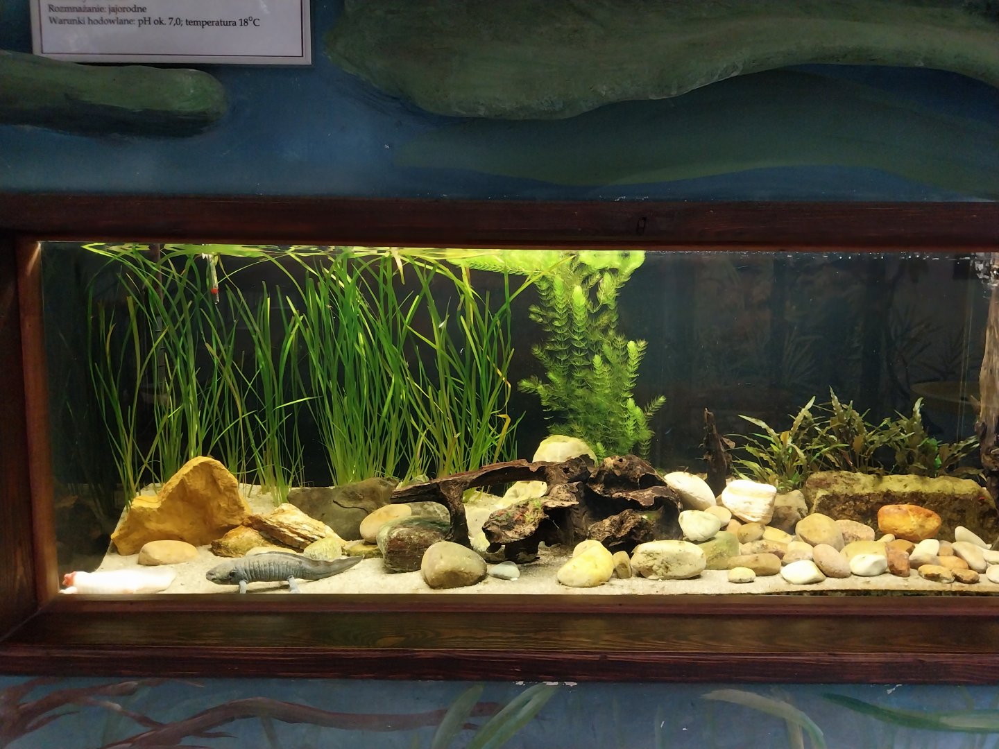 Zamocs Zoo - Cat House - Aquarium - Axolotl aquarium