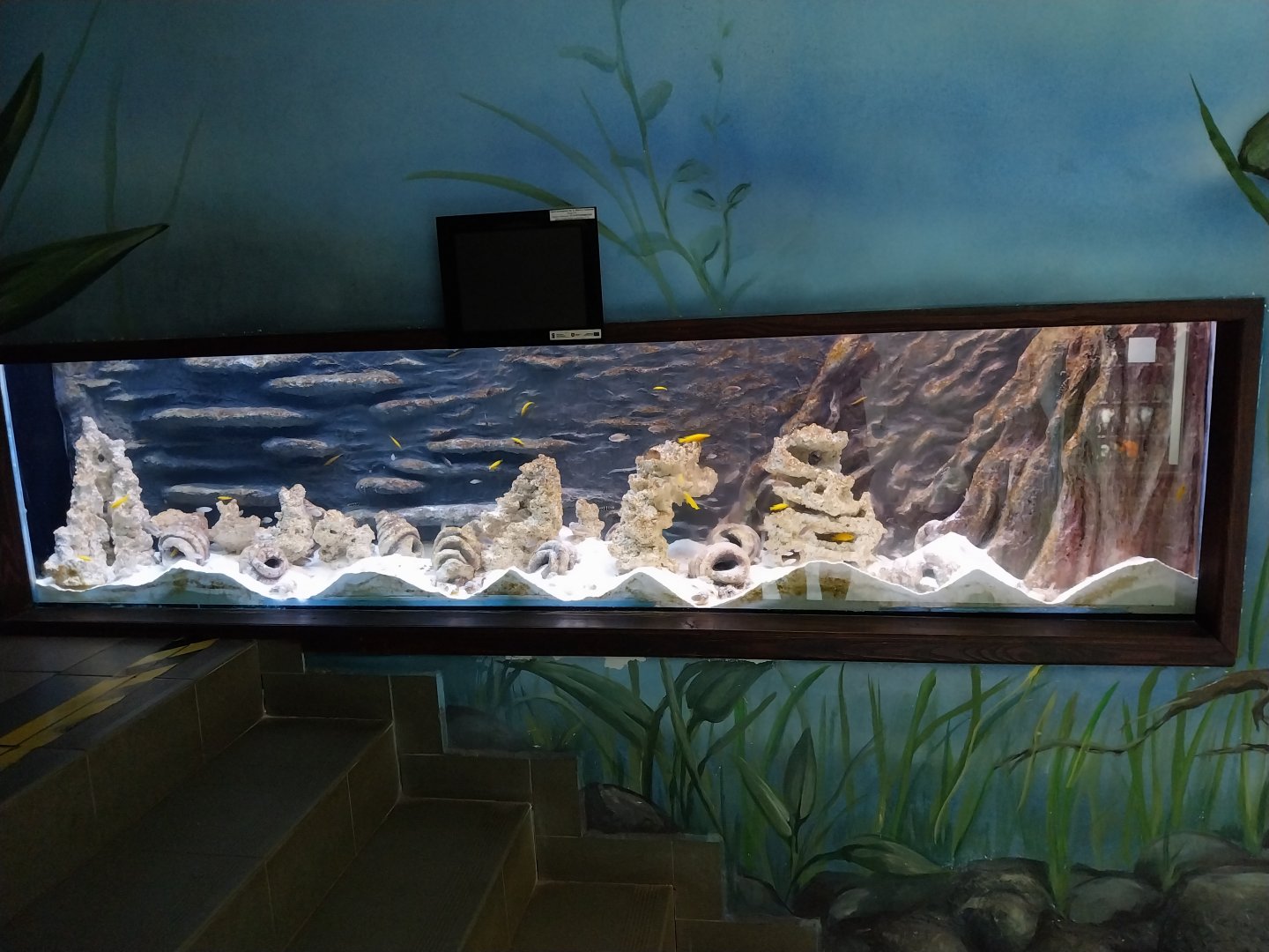 Zamocs Zoo - Cat House - Aquarium - Cichlid aquarium