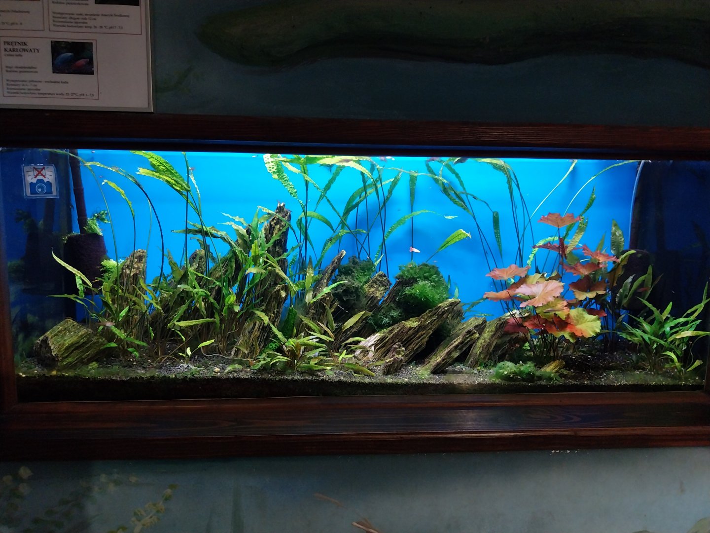 Zamocs Zoo - Cat House - Aquarium - Guppy aquarium