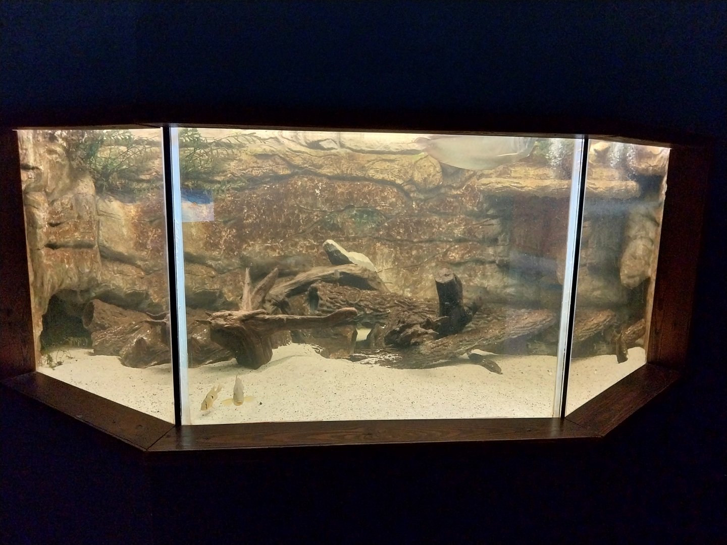 Zamocs Zoo - Cat House - Aquarium - Keyhole cichlid (Cleithracara maronii) aquarium