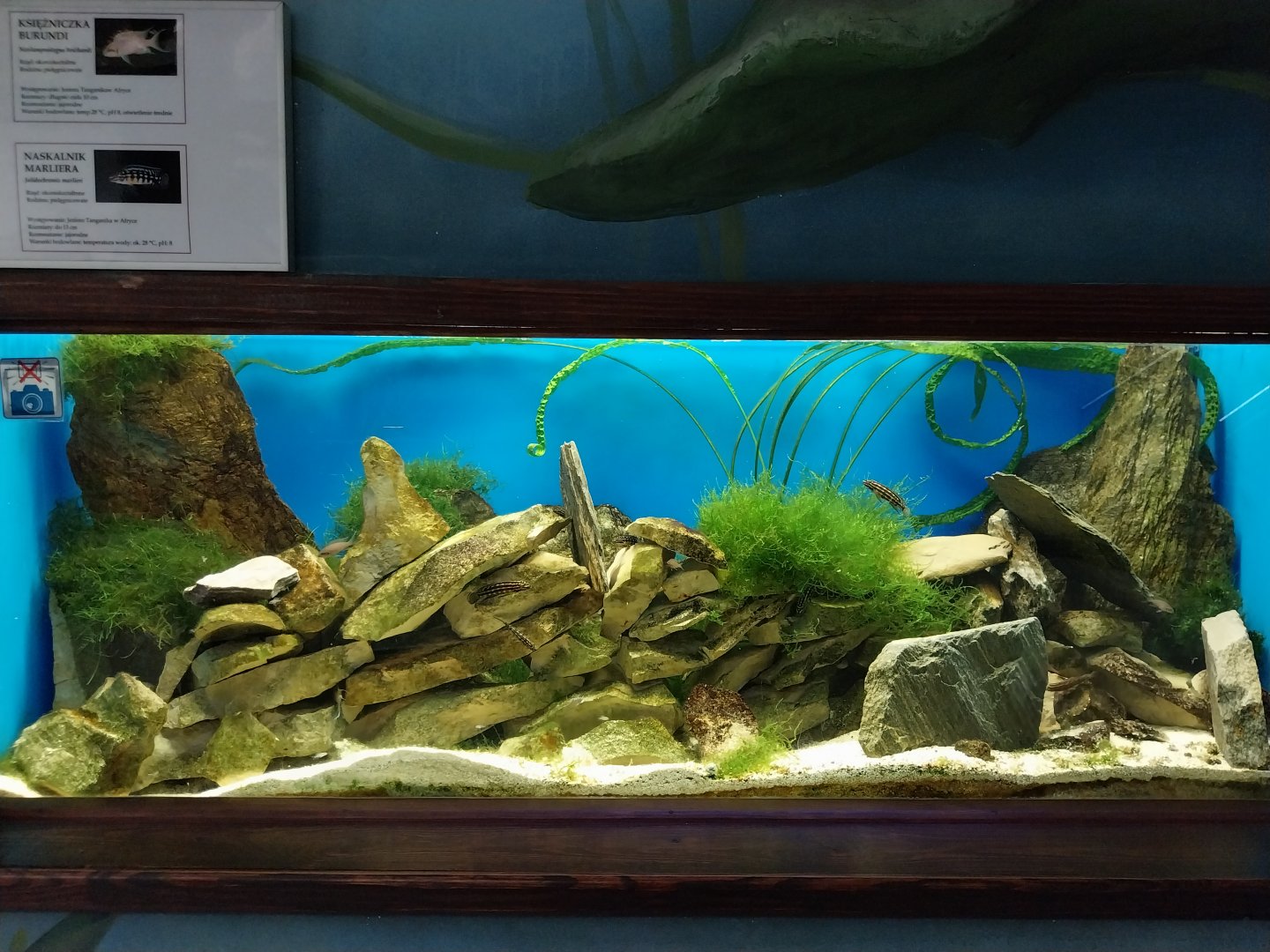 Zamocs Zoo - Cat House - Aquarium - Lake Tanganyika