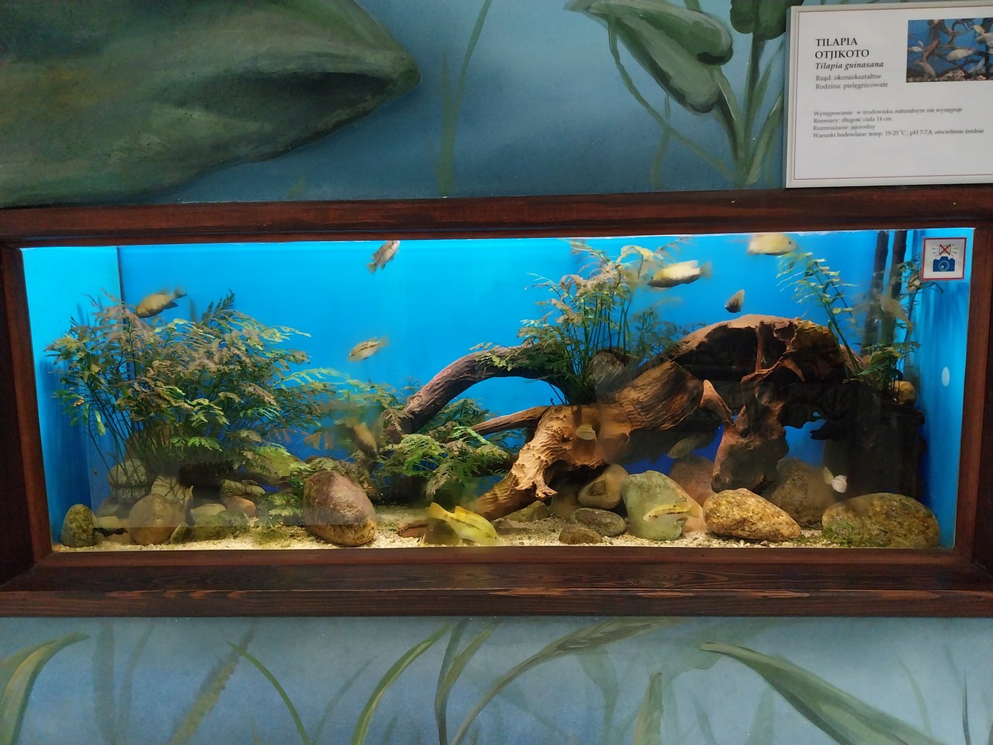 Zamocs Zoo - Cat House - Aquarium - Otjikoto Tilapia aquarium