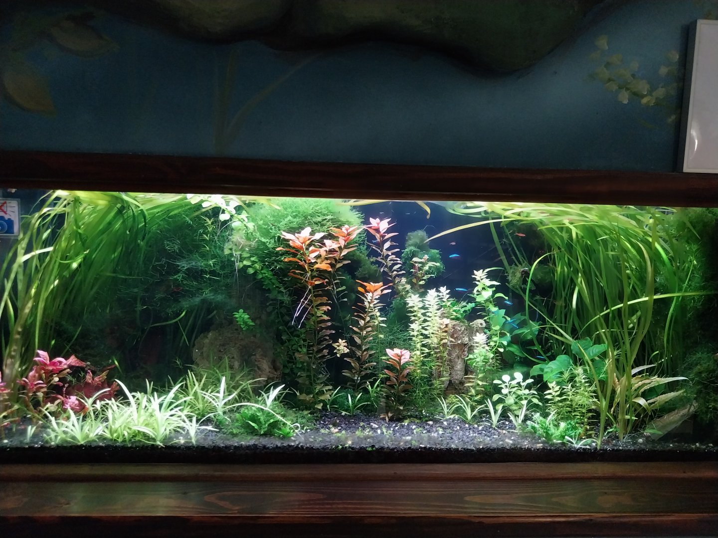 Zamocs Zoo - Cat House - Aquarium - Tetra aquarium