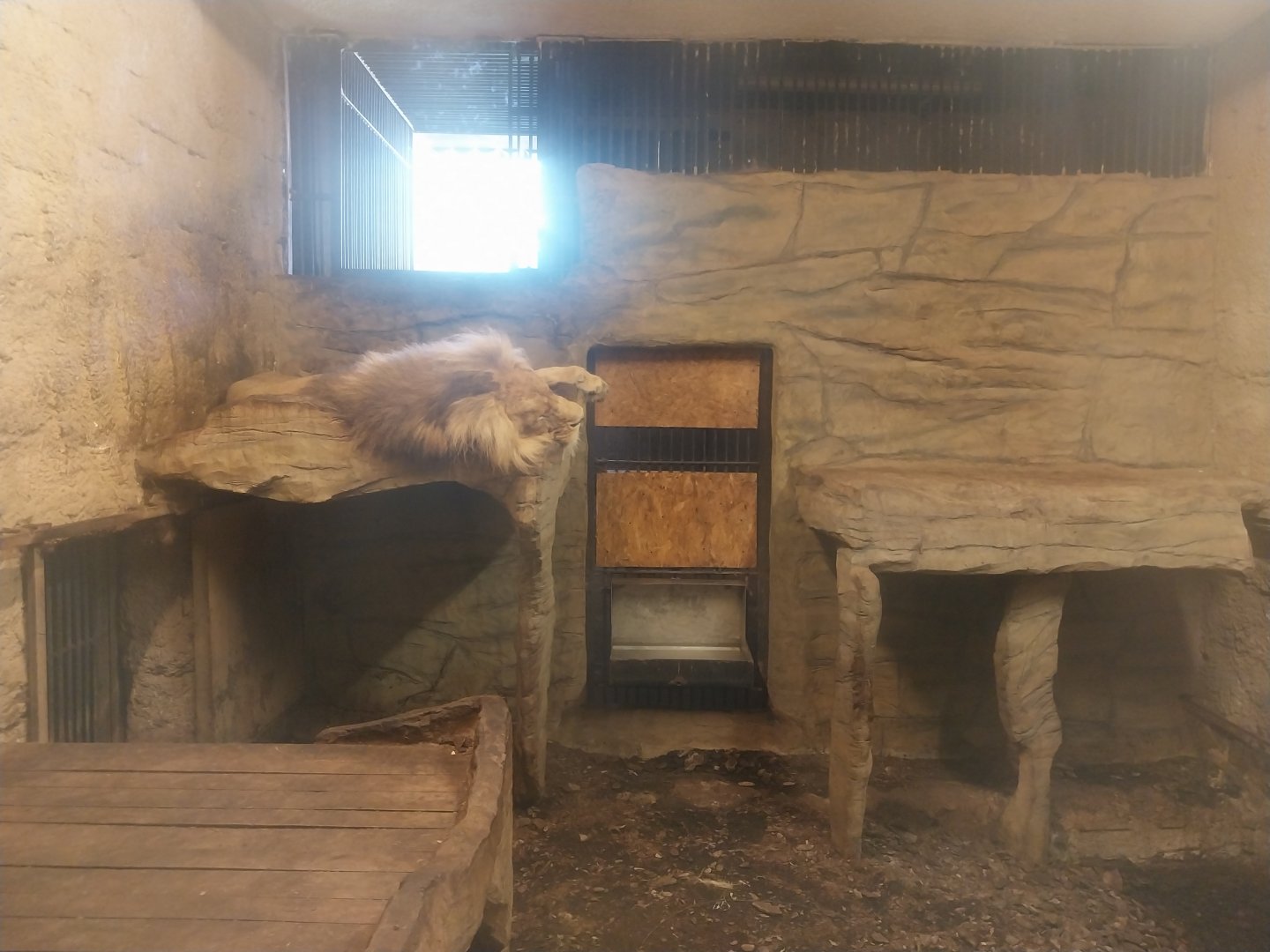 Zamocs Zoo - Cat House - Lion (Panthera leo)