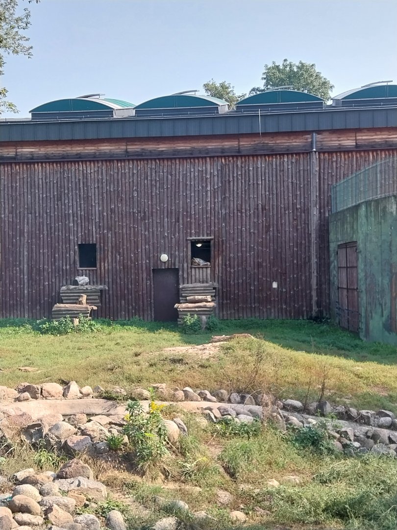 Zamocs Zoo - Cat House - Siberian Tiger (Panthera tigris altaica)
