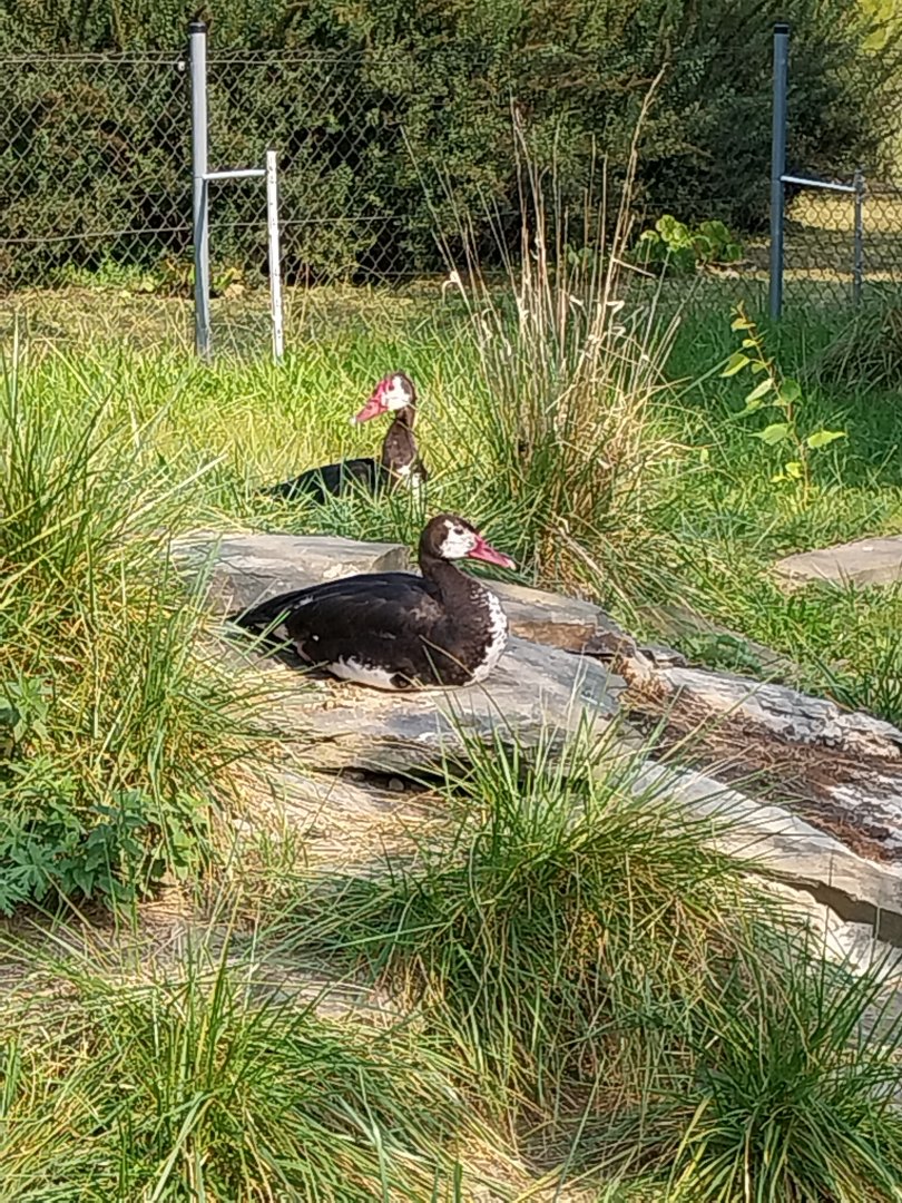 Zamocs Zoo - Gambian Spur-winged Goose (Plectropterus gambensis gambensis)