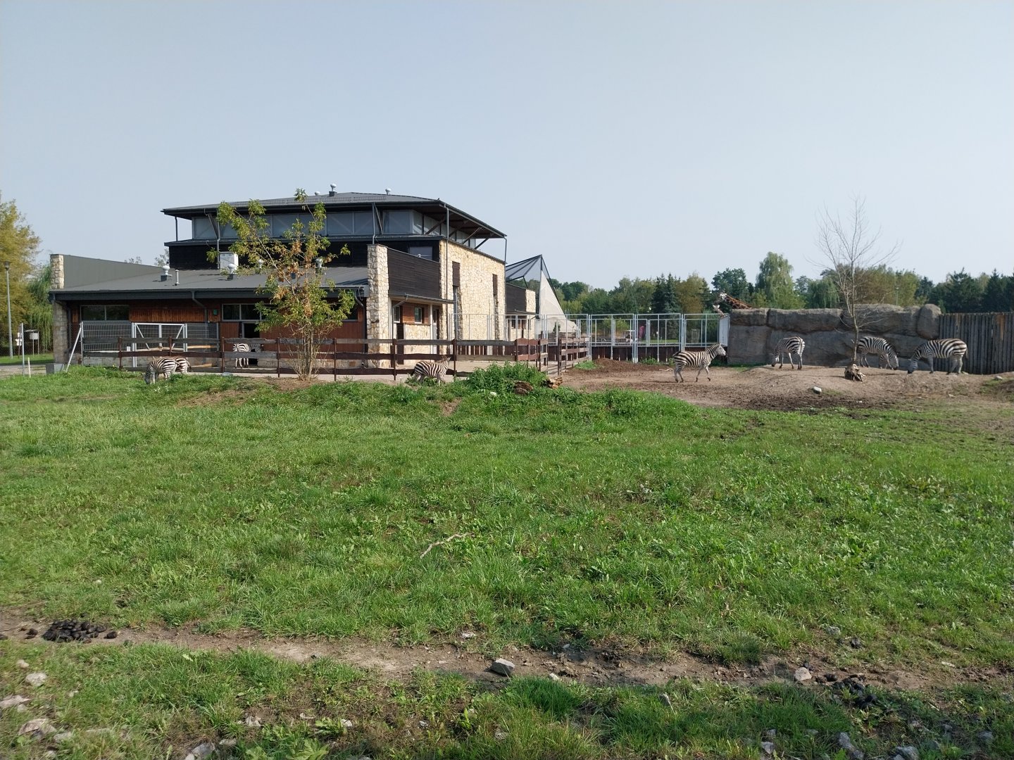 Zamocs Zoo - Giraffe building - Grant's Zebra (Equus quagga boehmi)