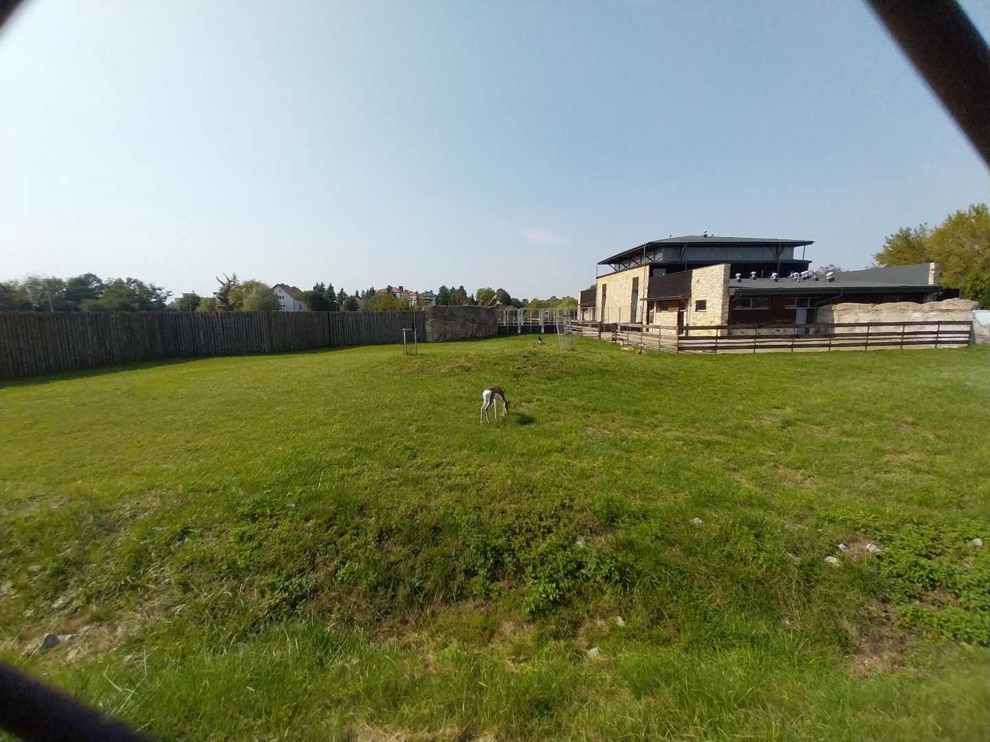 Zamocs Zoo - Giraffe building - Mhor Gazelle (Nanger dama mhorr)