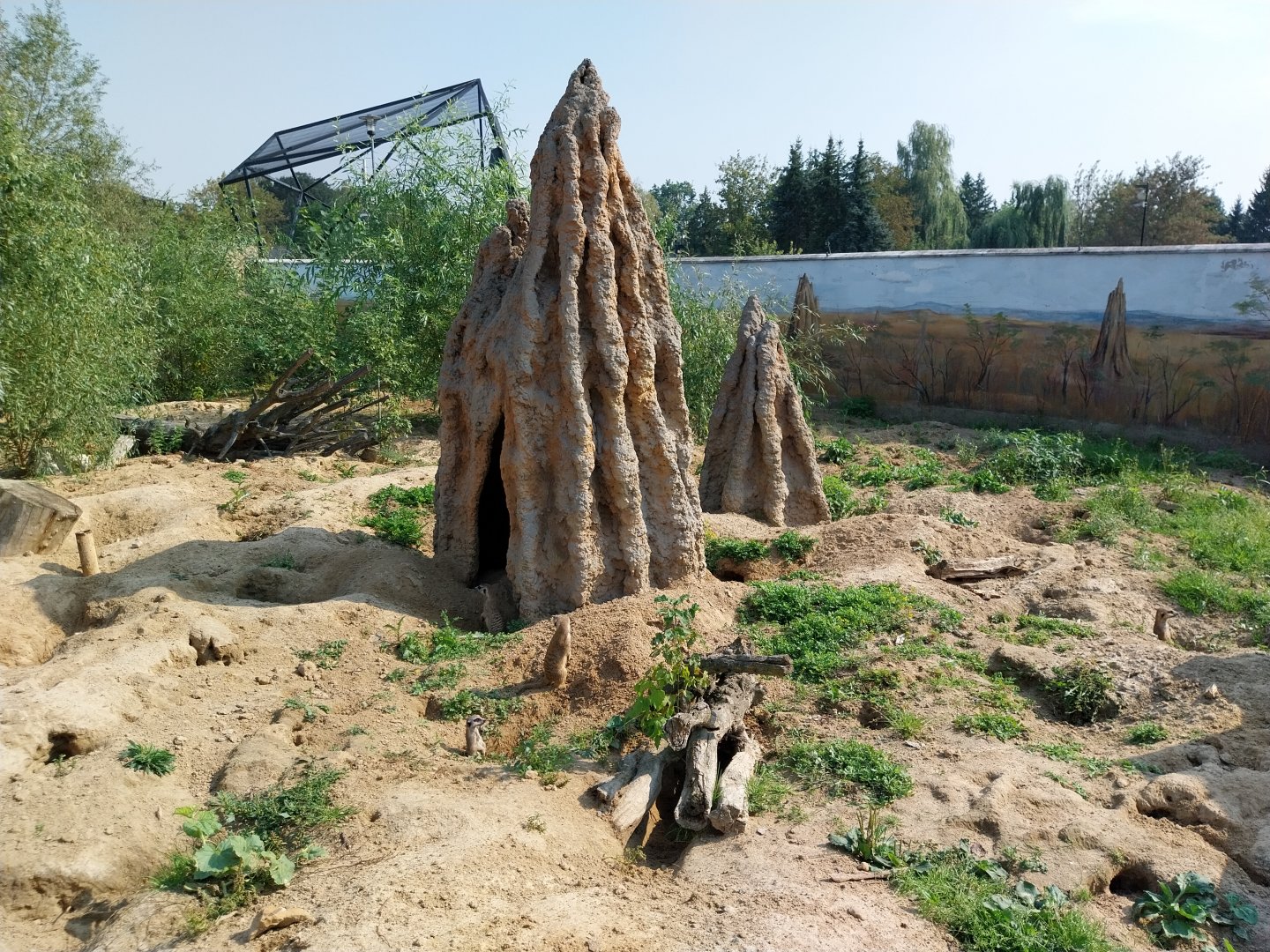 Zamocs Zoo - Meerkat (Suricata suricatta)