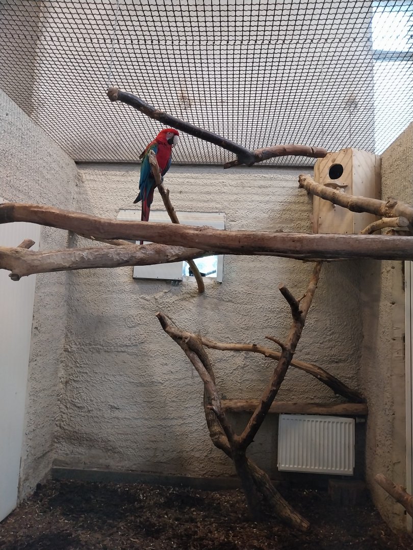 Zamocs Zoo - Monkey House - Green-winged macaw (Ara chloropterus)