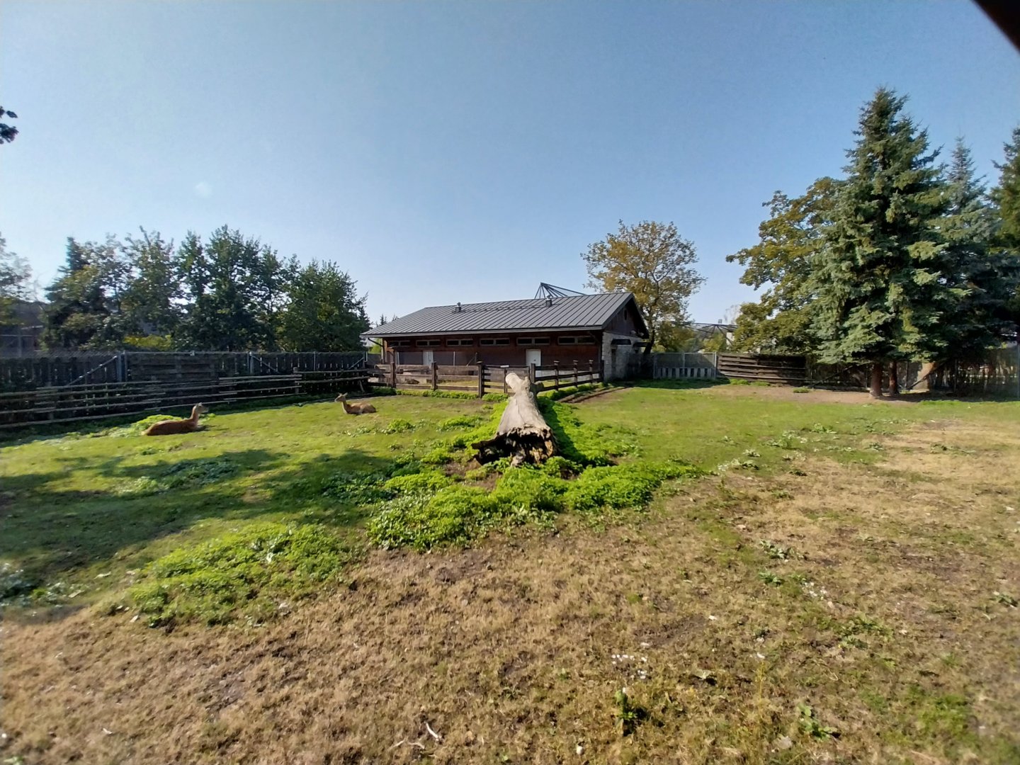 Zamocs Zoo - Monkey House - Kafue lechwe (Kobus leche kafuensis)
