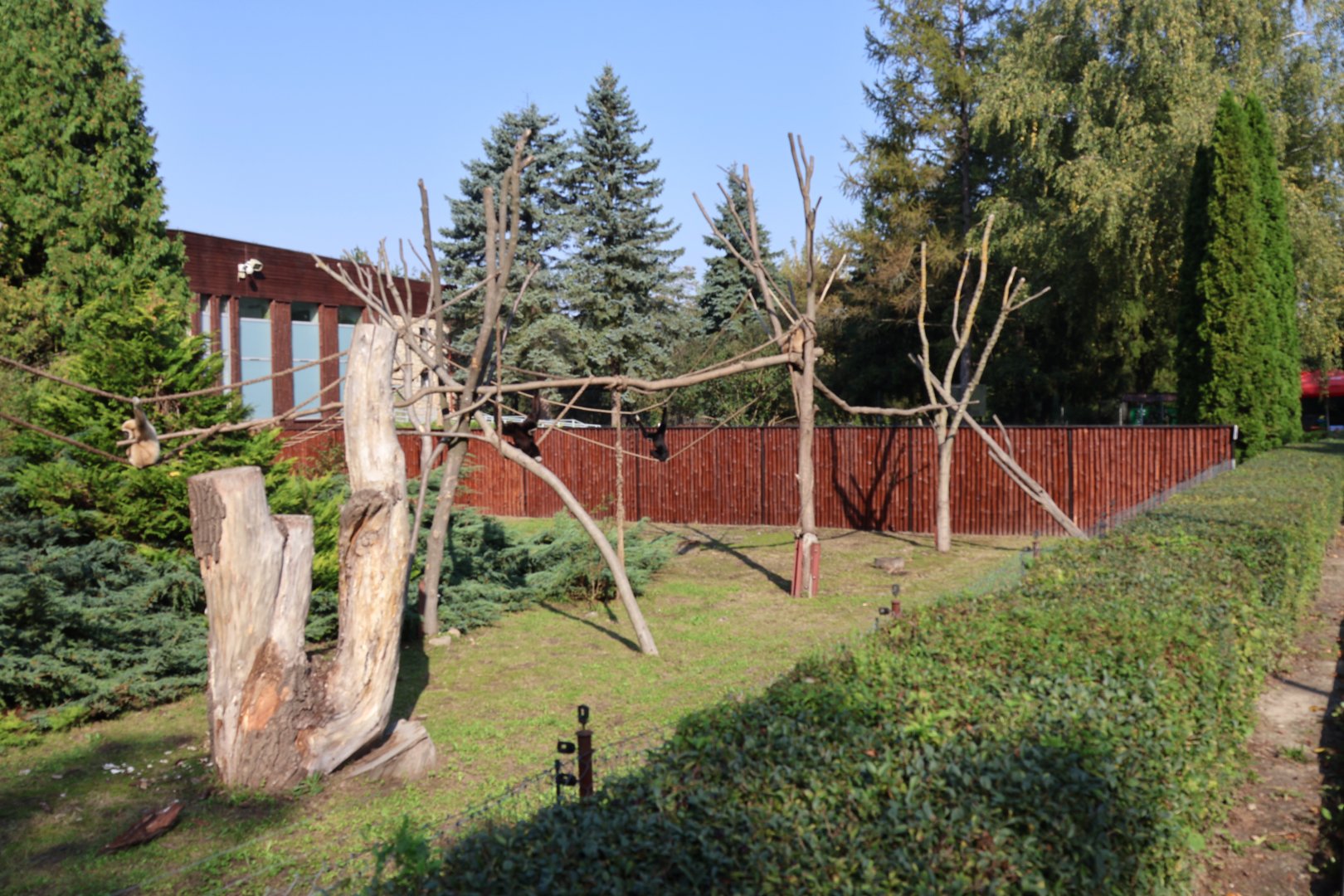 Zamocs Zoo - Monkey house - Lar Gibbon (Hylobates lar)