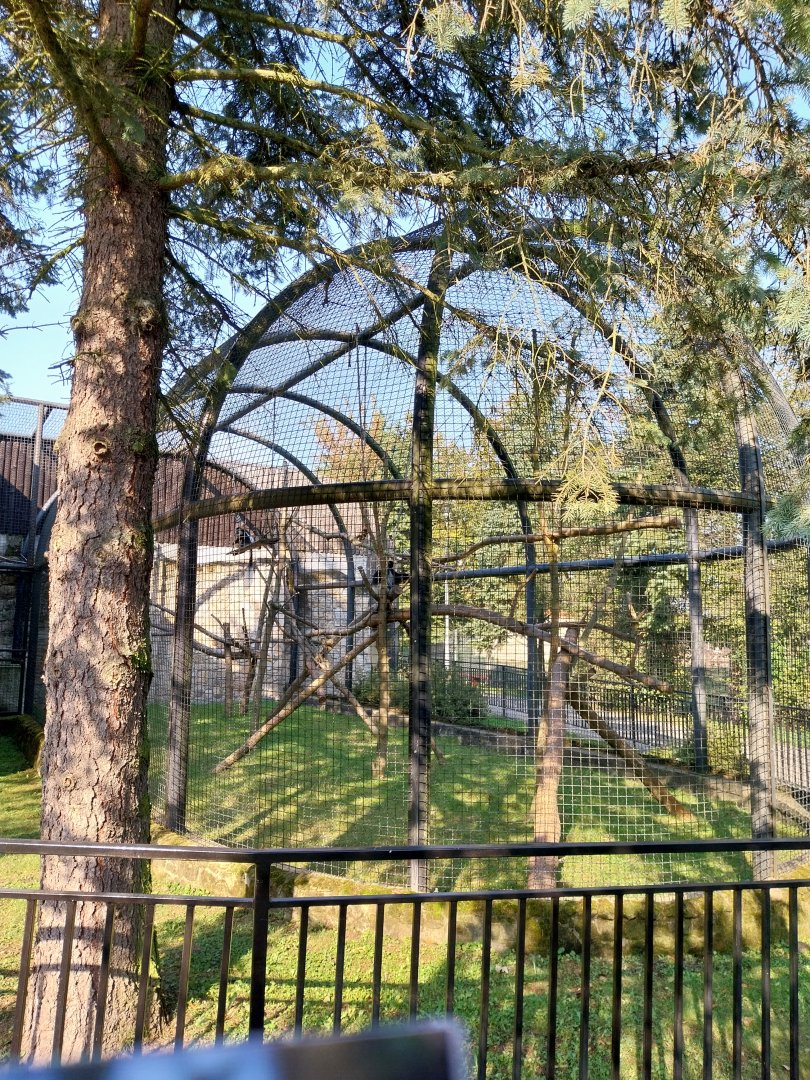 Zamocs Zoo - Monkey House - Mantled Colobus