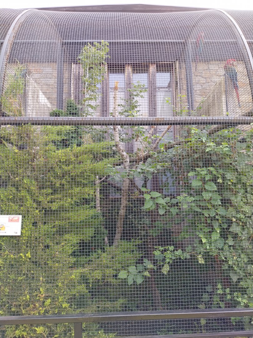 Zamocs Zoo - Monkey House - Parrot aviaries - Ararauna aviary