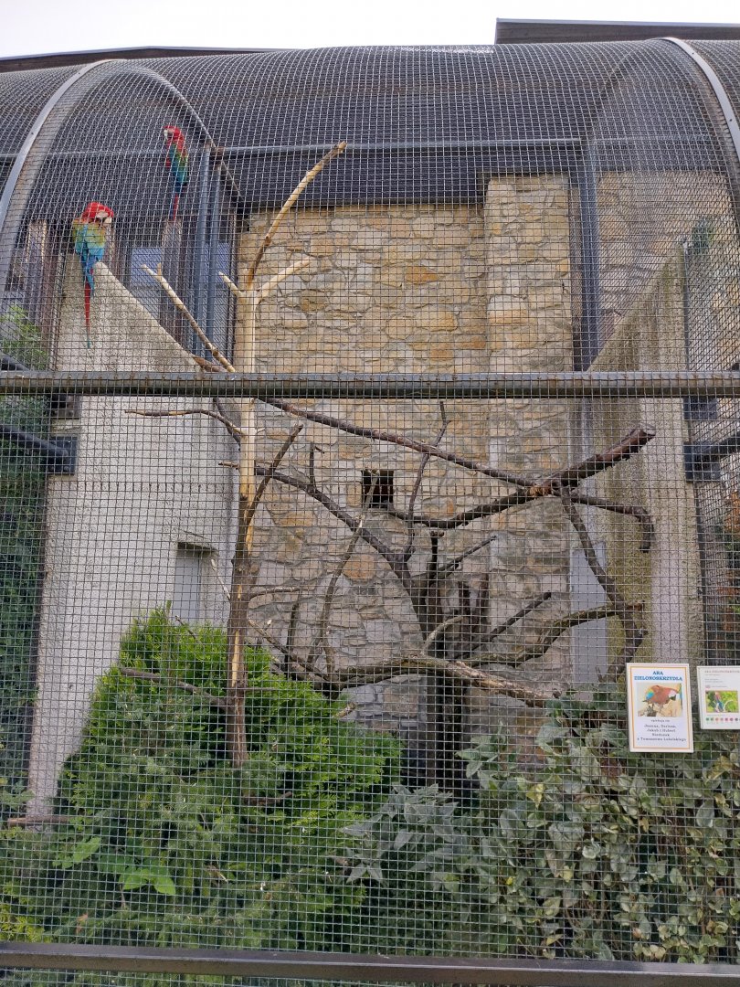 Zamocs Zoo - Monkey House - Parrot aviaries - Green-winged macaw (Ara chloropterus)