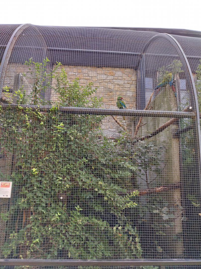 Zamocs Zoo - Monkey House - Parrot aviaries - Military macaw (Ara militaris)