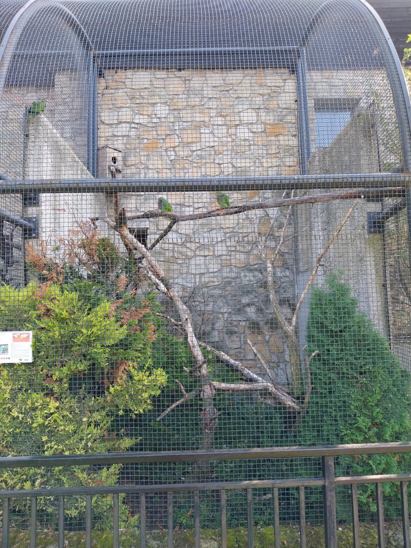 Zamocs Zoo - Monkey House - Parrot aviaries - Vinaceous-breasted amazon (Amazona vinacea)