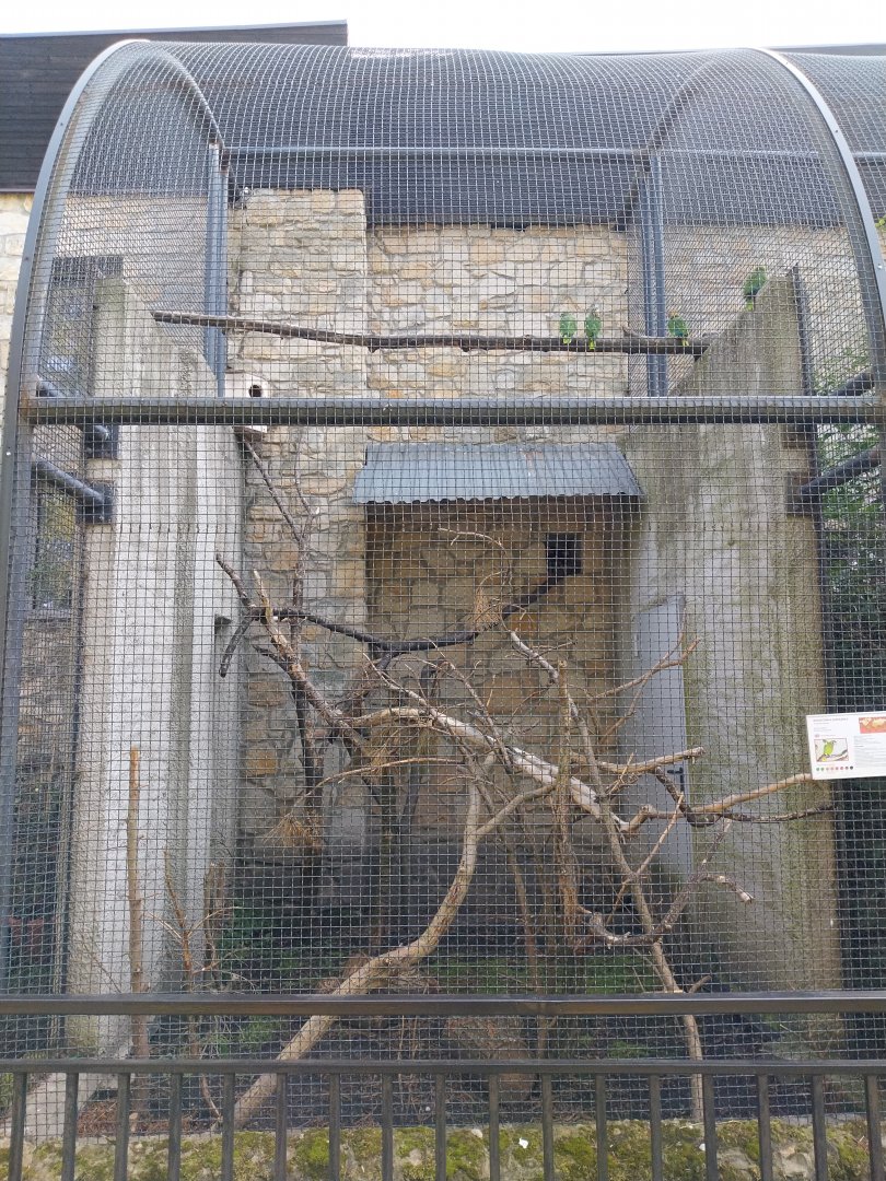 Zamocs Zoo - Monkey House - Parrot aviaries - Yellow-billed amazon (Amazona collaria)